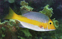 Image of Lethrinus atkinsoni (Pacific yellowtail emperor)