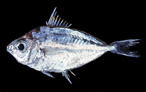 Image of Nuchequula blochii (Twoblotch ponyfish)