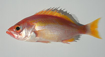 Image of Lepidoperca brochata (Fangtooth perch)