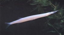 Image of Salanx chinensis (Chinese noodlefish)