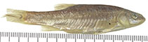 Image of Lepidomeda copei (Northern leatherside chub)