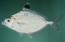 Image of Karalla daura (Goldstripe ponyfish)