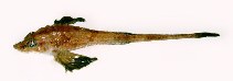 Image of Leptagonus decagonus (Atlantic poacher)