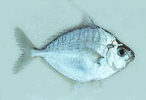 Image of Aurigequula fasciata (Striped ponyfish)