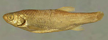 Image of Leuciscus gaderanus 