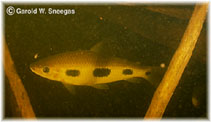Image of Leporinus klausewitzi 