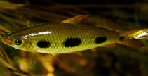 Image of Leporinus leschenaulti 