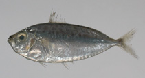 Image of Equulites lineolatus (Ornate ponyfish)
