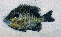 Image of Lepomis macrochirus (Bluegill)