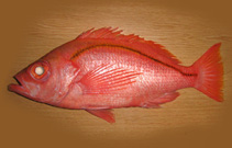 Image of Lepidoperca magna (Sharphead perch)