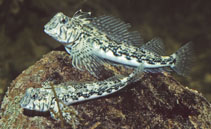 Image of Lepidoblennius marmoratus (Western jumping blenny)