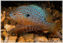 Image of Lepomis megalotis (Longear sunfish)