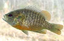 Image of Lepomis miniatus (Redspotted sunfish)