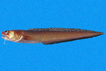 Image of Lepophidium negropinna (Specklefin cusk eel)