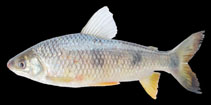 Image of Megaleporinus obtusidens 
