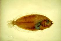 Image of Lepidoblepharon ophthalmolepis (Scale-eyed flounder)