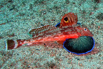 Image of Lepidotrigla pleuracanthica (Eastern spiny gurnard)