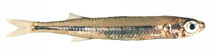 Image of Leptatherina presbyteroides (Silver fish)