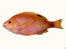 Image of Lepidoperca pulchella (Orange perch)