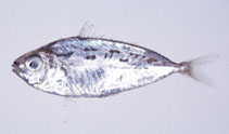 Image of Equulites rivulatus 