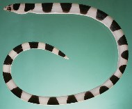 Image of Leiuranus semicinctus (Saddled snake-eel)