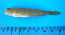 Image of Lesueurigobius suerii (Lesueur\