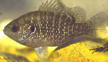 Image of Lepomis symmetricus (Bantam sunfish)