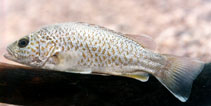 Image of Leiopotherapon unicolor (Spangled perch)