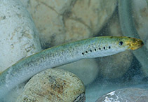 Image of Lethenteron zanandreai (Po brook lamprey)