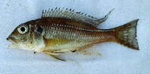 Image of Limnochromis auritus (Spangled cichlid)