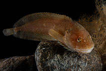 Image of Liparis bathyarcticus 