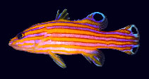 Image of Liopropoma carmabi (Candy basslet)