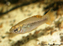 Image of Limia caymanensis (Grand Cayman limia)