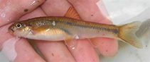 Image of Linichthys laticeps 