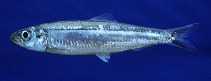 Image of Limnothrissa miodon (Lake Tanganyika sardine)