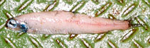 Image of Lipolagus ochotensis (Eared blacksmelt)