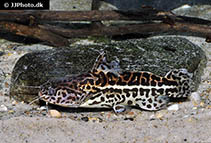 Image of Liosomadoras oncinus (Jaguar catfish)