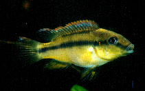 Image of Limbochromis robertsi 