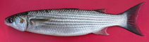 Image of Chelon saliens (Leaping mullet)
