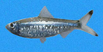 Image of Lile stolifera (Striped herring)