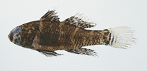 Image of Lophogobius bleekeri (Dark mangrovegoby)