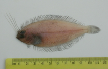 Image of Lophonectes gallus (Crested flounder)