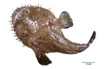 Image of Lophius gastrophysus (Blackfin goosefish)