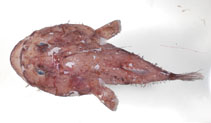Image of Lophiodes mutilus (Smooth angler)
