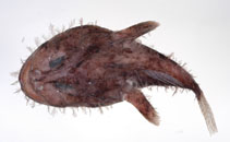 Image of Lophiodes naresi (Goosefish)