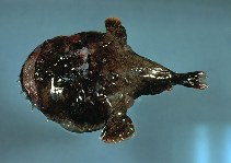 Image of Lophiodes reticulatus (Reticulated goosefish)