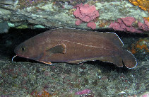 Image of Lotella rhacina (Rock cod)
