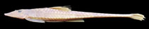 Image of Loricariichthys rostratus 