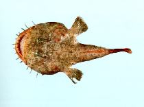 Image of Lophiomus setigerus (Blackmouth angler)