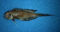 Image of Lonchopisthus sinuscalifornicus (Longtailed jawfish)